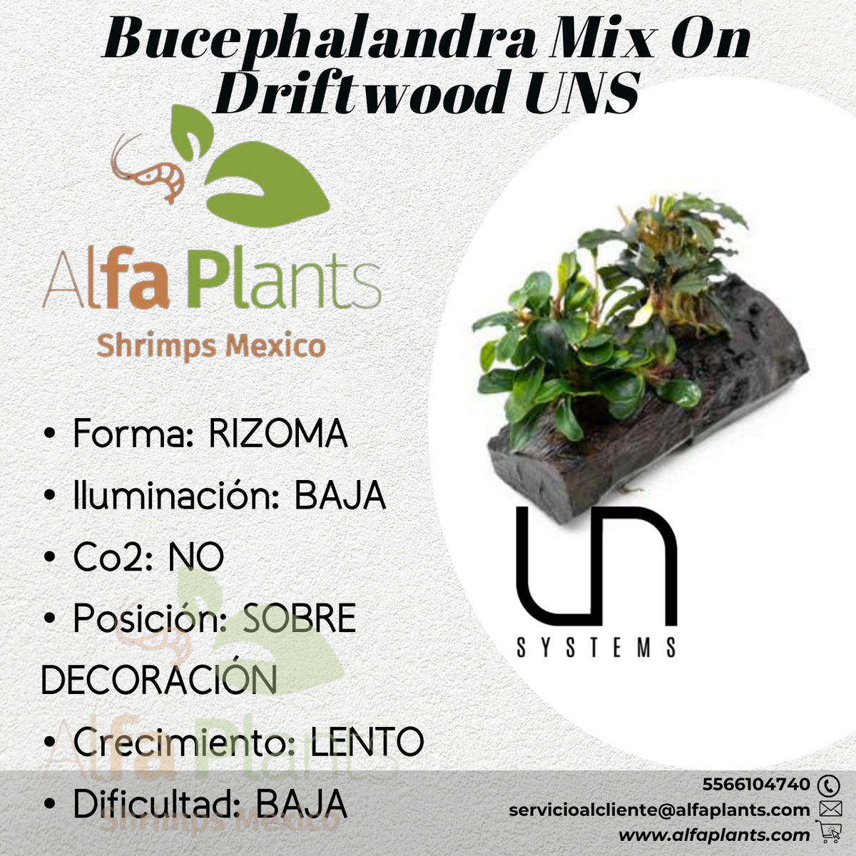 Bucephalandra Mix on Driftwood