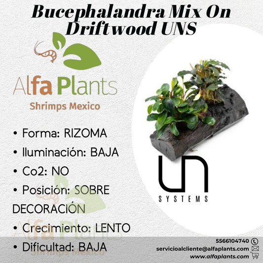 Bucephalandra Mix on Driftwood