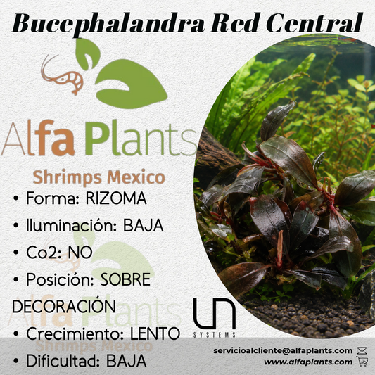 Bucephalandra Red Central