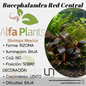 Bucephalandra Red Central