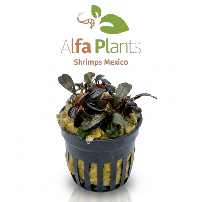 Bucephalandra Red Central