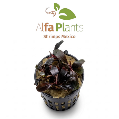 Bucephalandra Red Central
