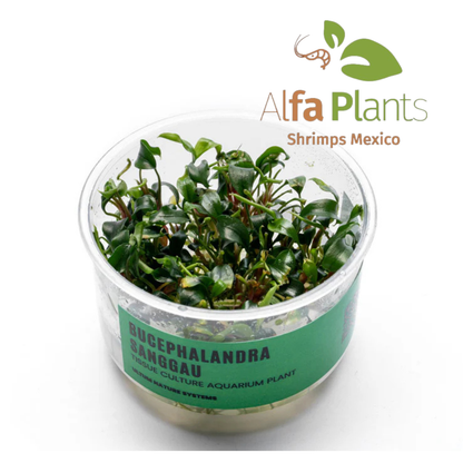 Bucephalandra Sanggau In-Vitro