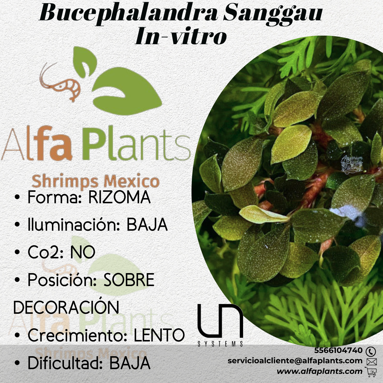 Bucephalandra Sanggau In-Vitro