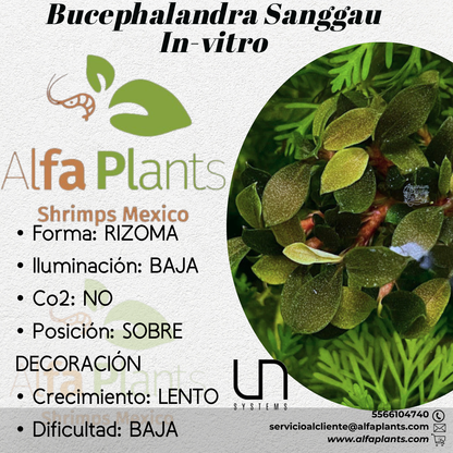 Bucephalandra Sanggau In-Vitro