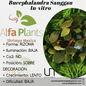 Bucephalandra Sanggau In-Vitro