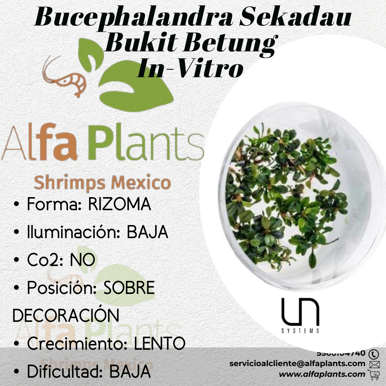 Bucephalandra Sekadau Bukit Betung In-Vitro