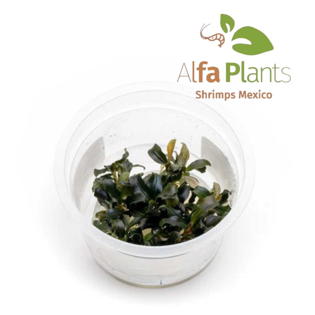 Bucephalandra Sekadau Giant Blue In-vitro