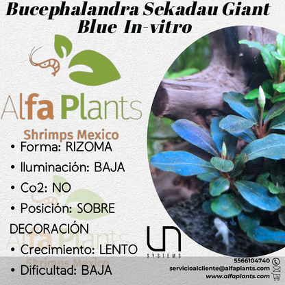 Bucephalandra Sekadau Giant Blue In-vitro
