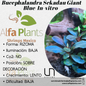 Bucephalandra Sekadau Giant Blue In-vitro