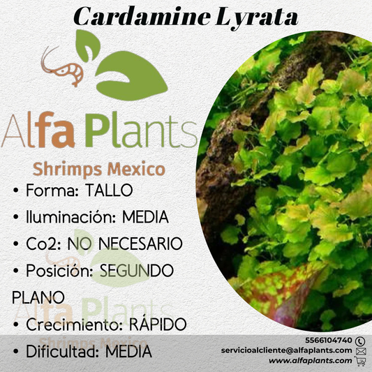 Cardamine Lyrata