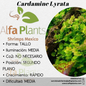 Cardamine Lyrata