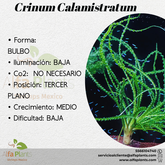 Crinum Calamistratum