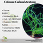 Crinum Calamistratum