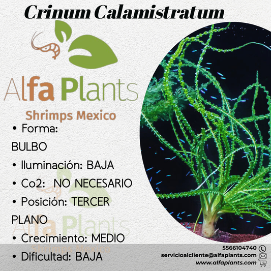 Crinum Calamistratum