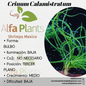 Crinum Calamistratum