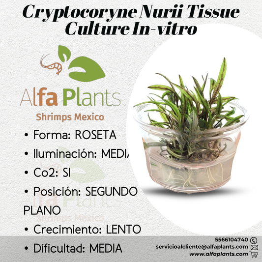 Cryptocoryne Nurii In-vitro Small Cup