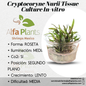Cryptocoryne Nurii In-vitro Small Cup