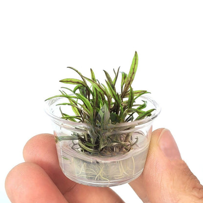 Cryptocoryne Nurii In-vitro Small Cup
