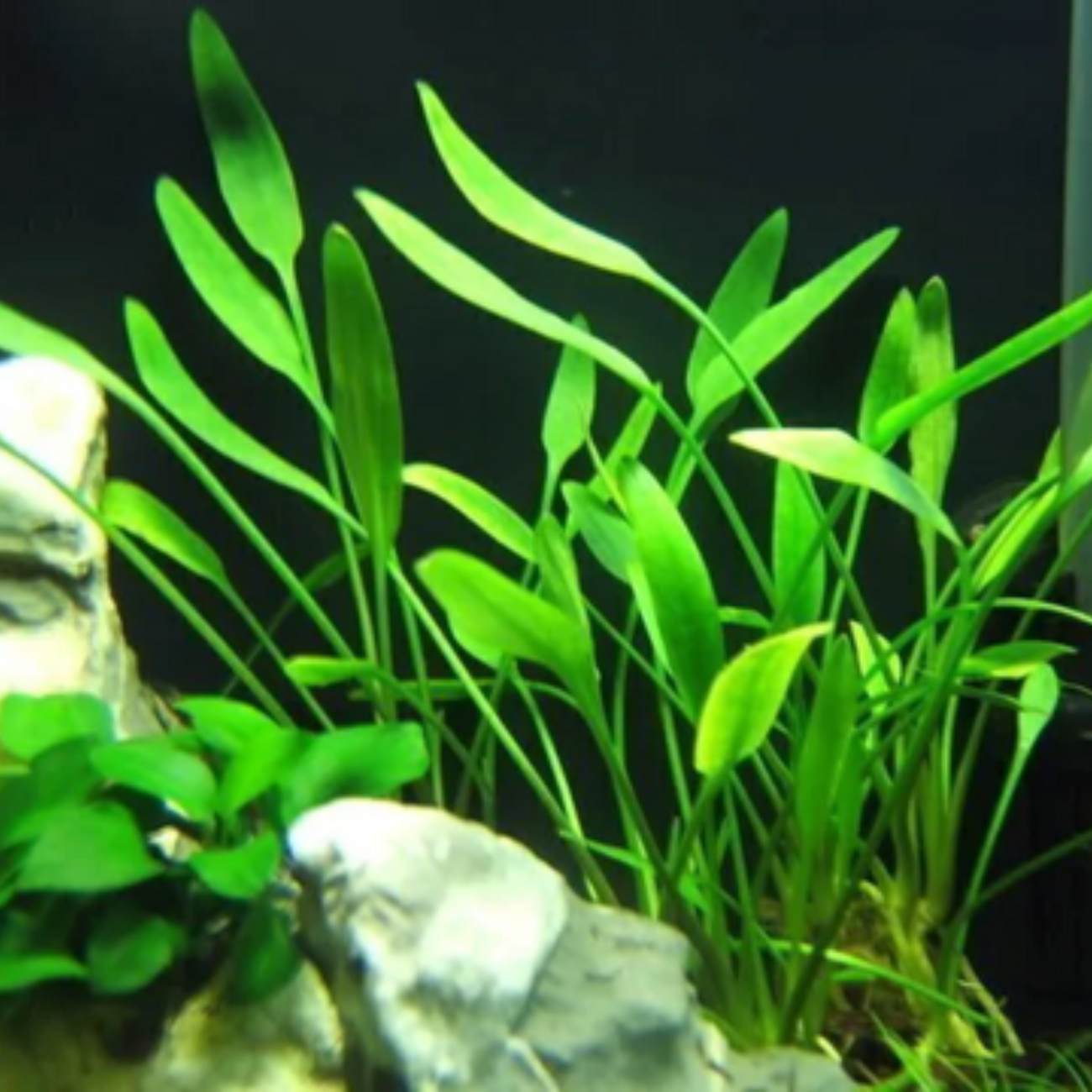 Cryptocoryne Willissi x Lucens