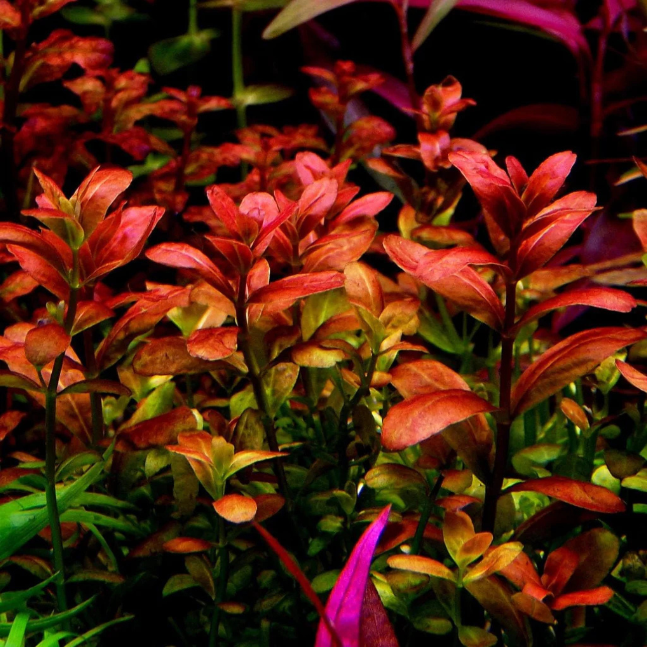 Cuphea Anagalloidea