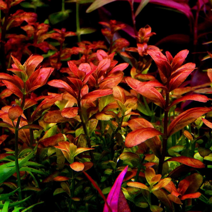 Cuphea Anagalloidea
