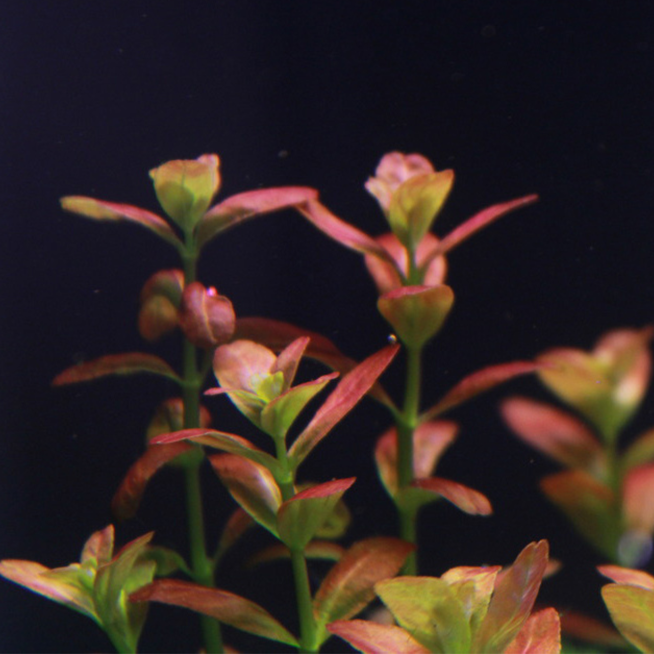 Cuphea Anagalloidea