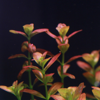 Cuphea Anagalloidea