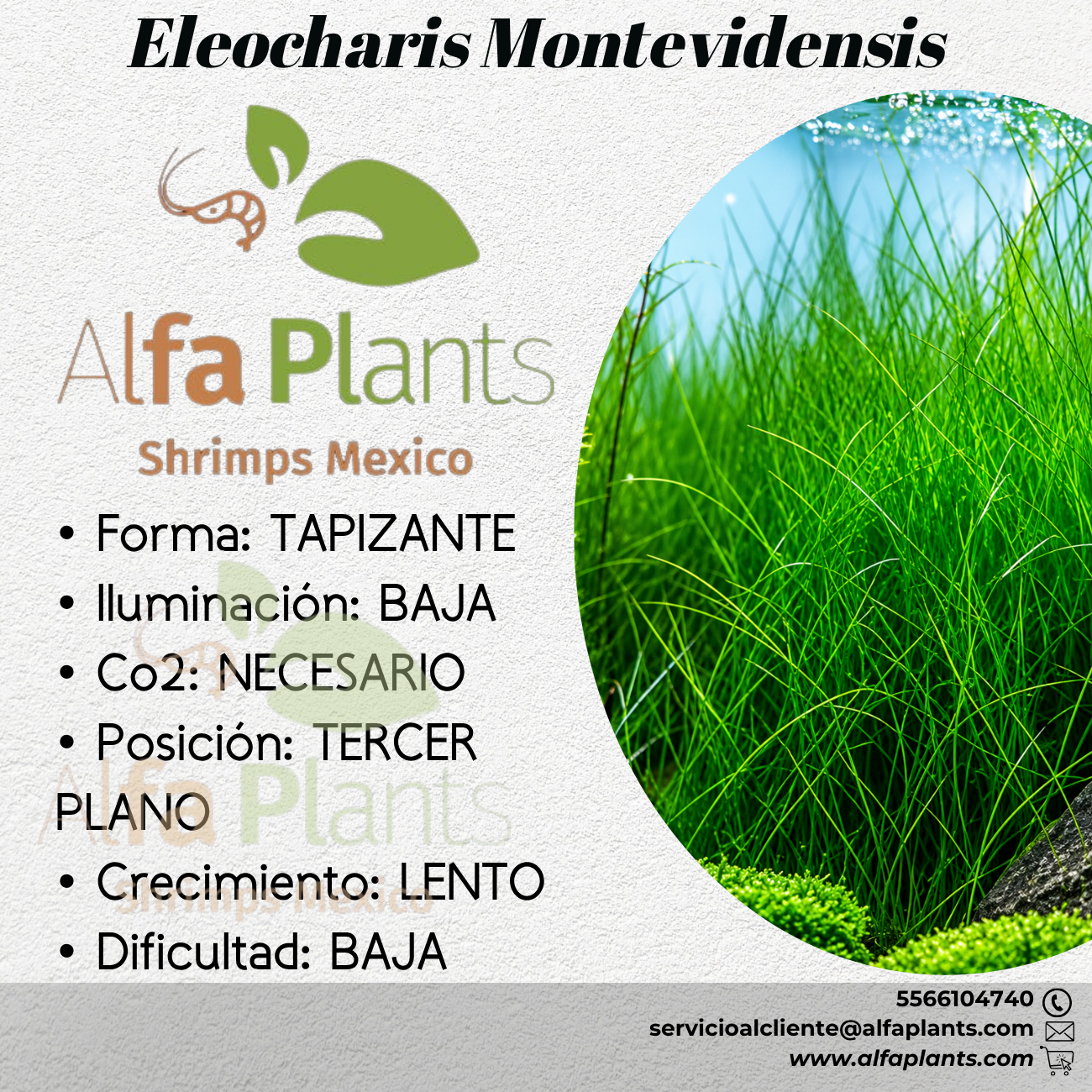 Eleocharis Montevidensis Planta Tapizante