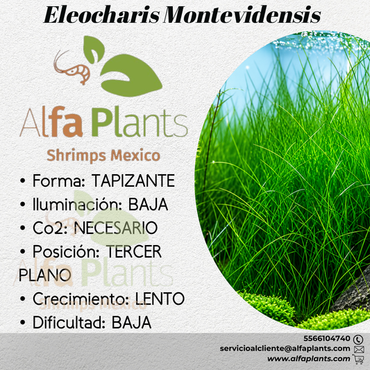 Eleocharis Montevidensis Planta Tapizante