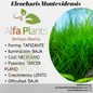 Eleocharis Montevidensis Planta Tapizante