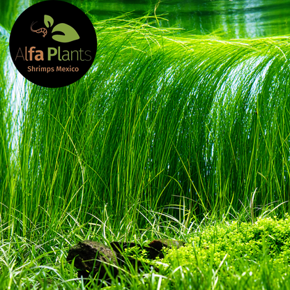 Eleocharis Montevidensis Planta Tapizante