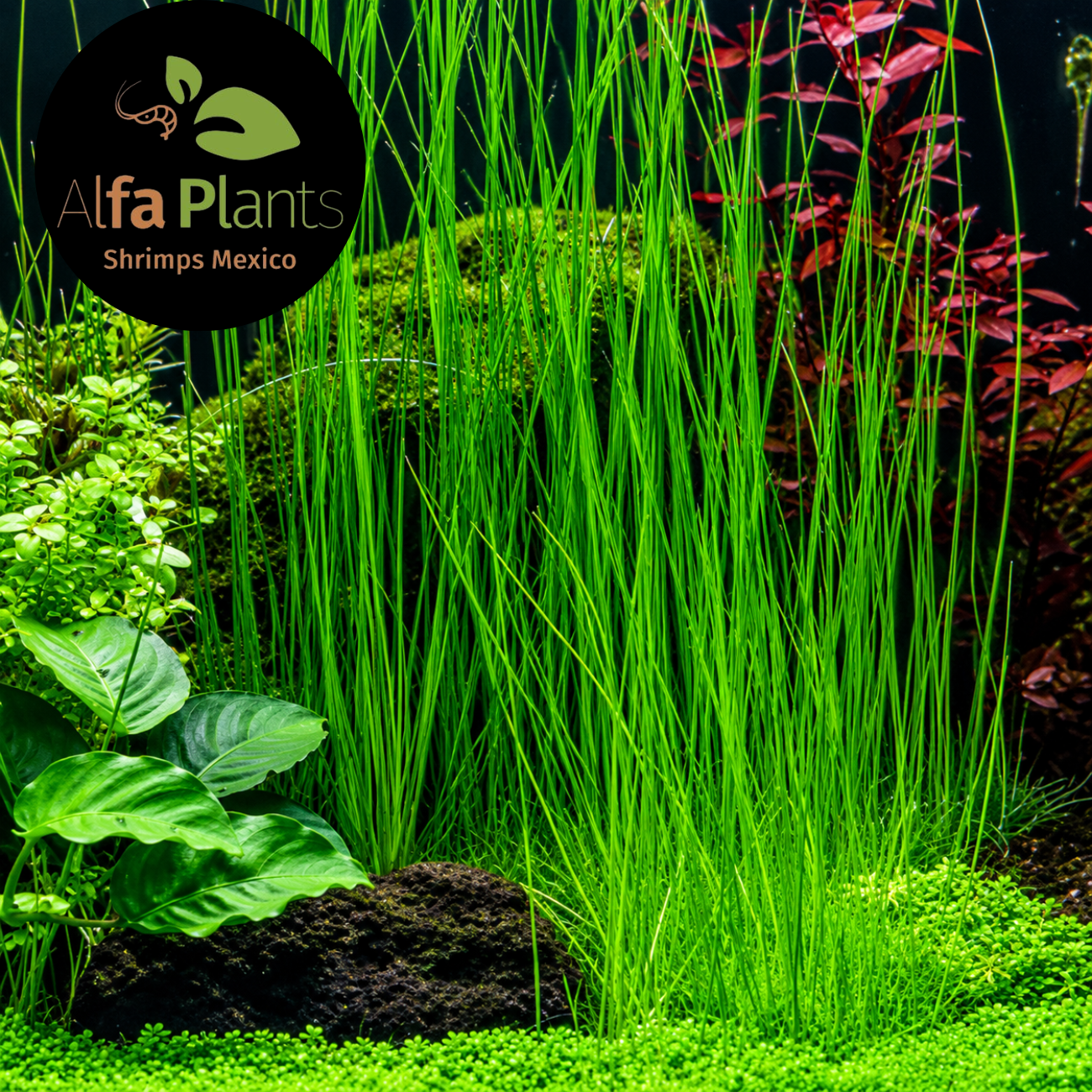 Eleocharis Montevidensis Planta Tapizante