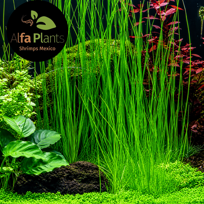 Eleocharis Montevidensis Planta Tapizante