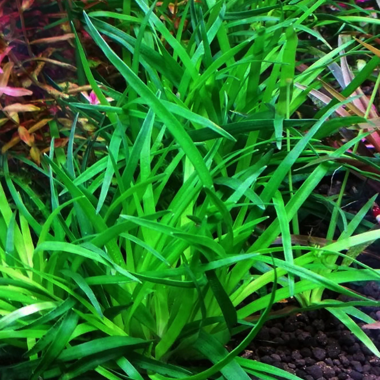 Eriocaulon sp. Vietnam