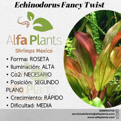 Echinodorus Fancy Twist