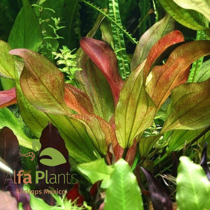 Echinodorus Fancy Twist