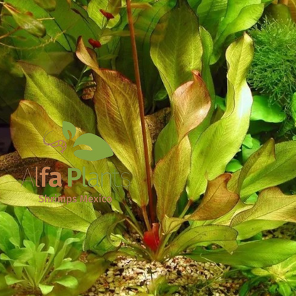 Echinodorus Fancy Twist