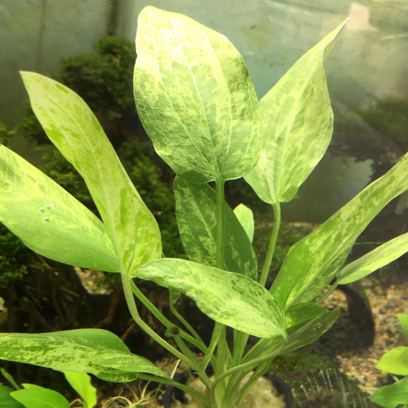 Echinodorus Marble Queen