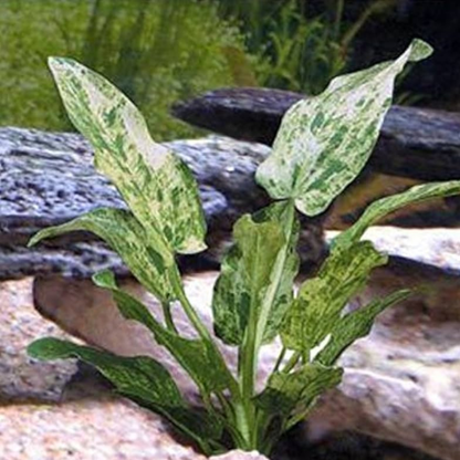 Echinodorus Marble Queen