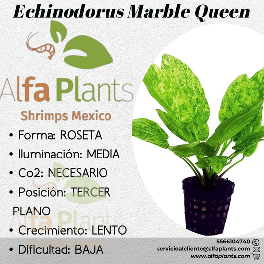 Echinodorus Marble Queen