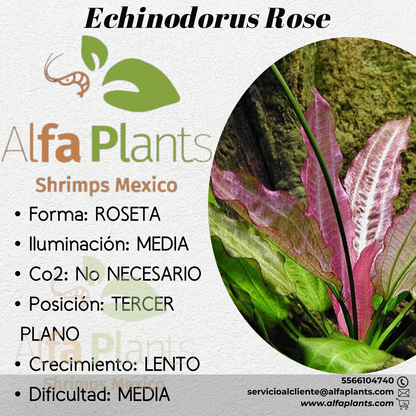Echinodorus Rose