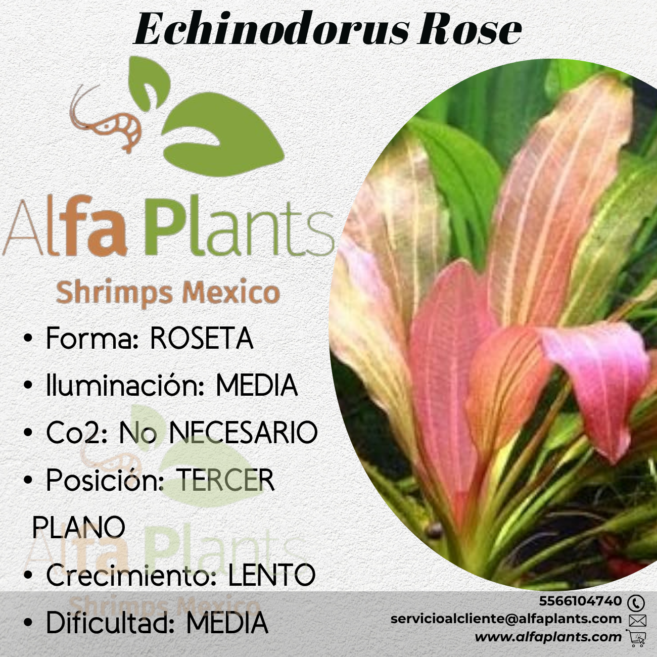 Echinodorus Rose