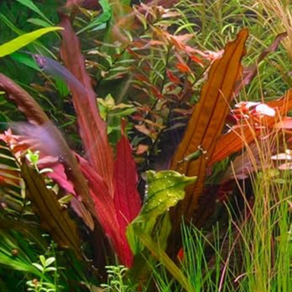 Echinodorus Sp. Red Special