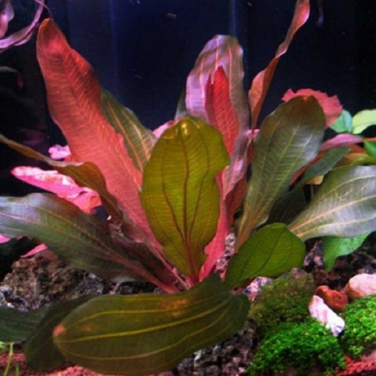 Echinodorus Sp. Red Special