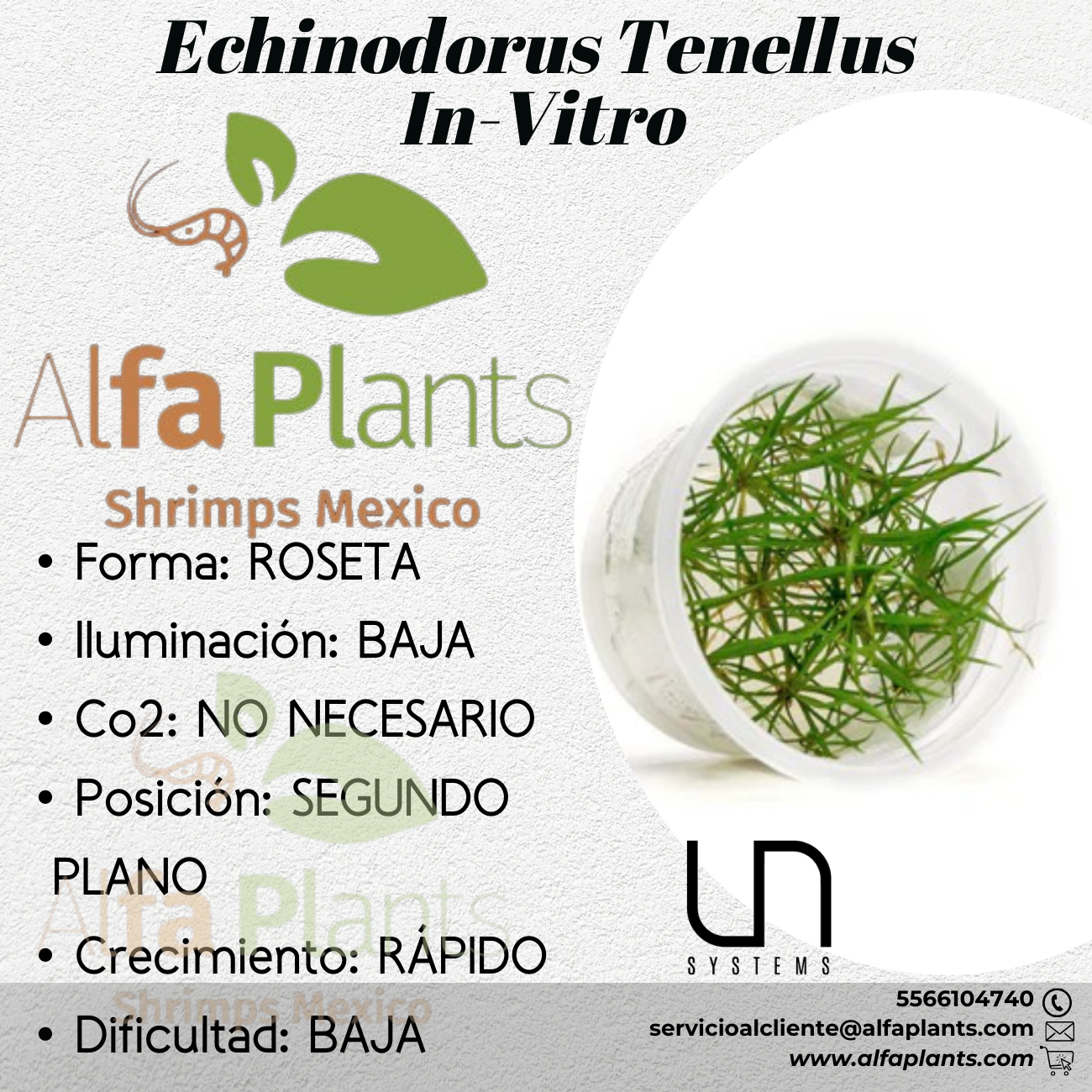 Echinodorus Tenellus In-vitro Ultum Nature Systems