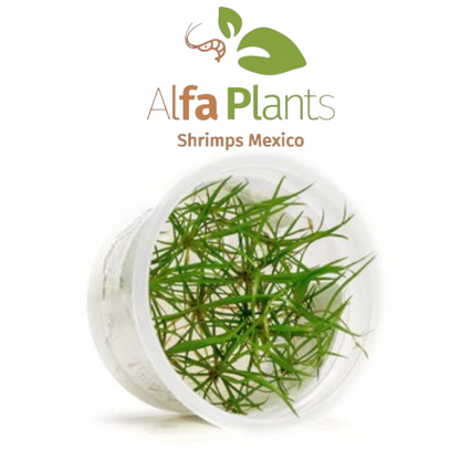 Echinodorus Tenellus In-vitro Ultum Nature Systems