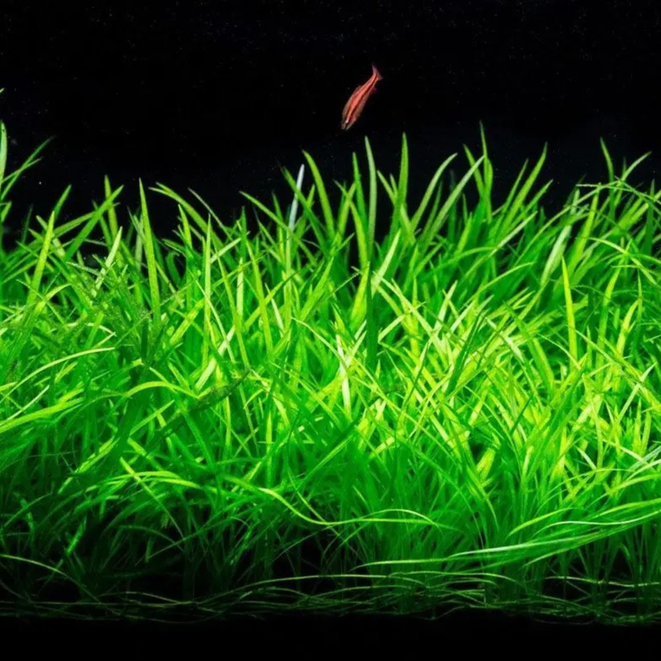 Echinodorus Tenellus In-vitro Ultum Nature Systems