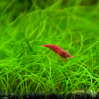 Echinodorus Tenellus In-vitro Ultum Nature Systems
