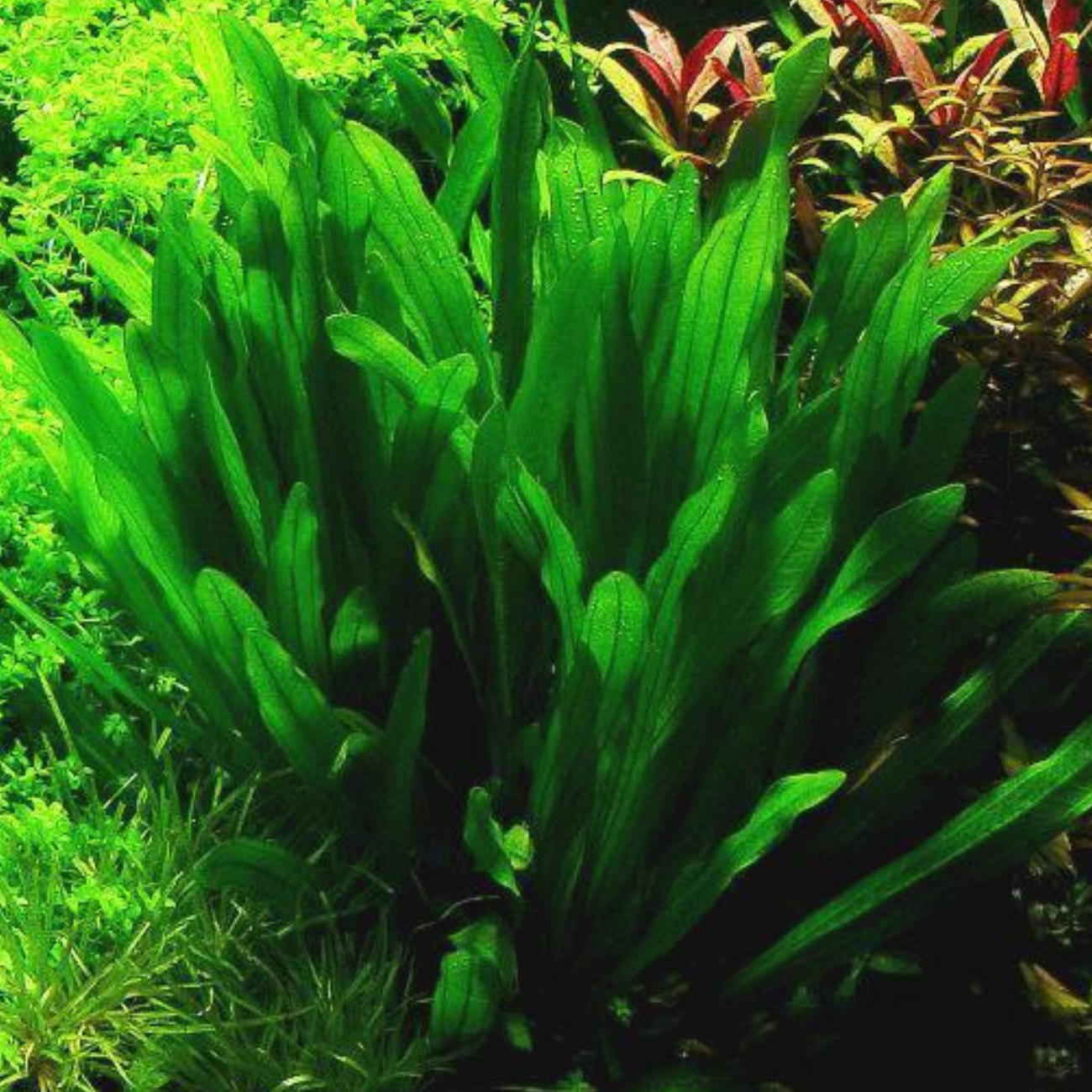 Echinodorus Uruguayensis